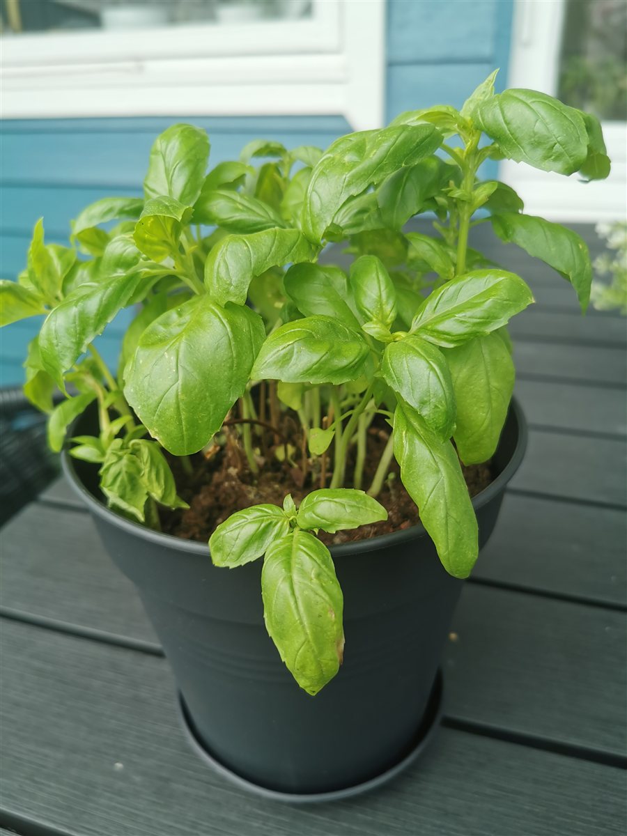 A leafy basil plant