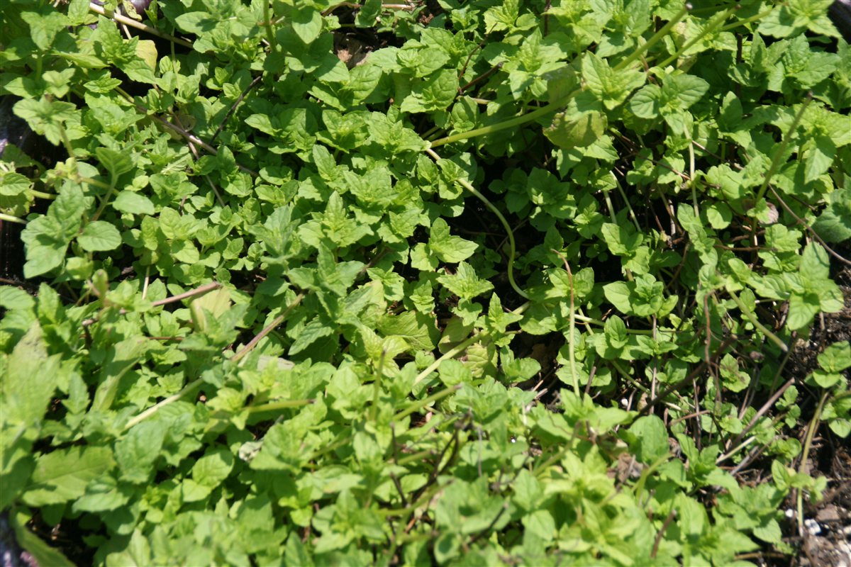 A spreading spearmint plant