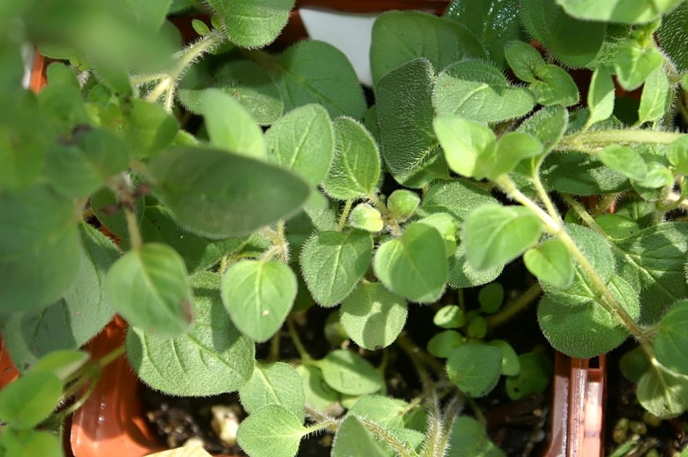 A healthy oregano plant