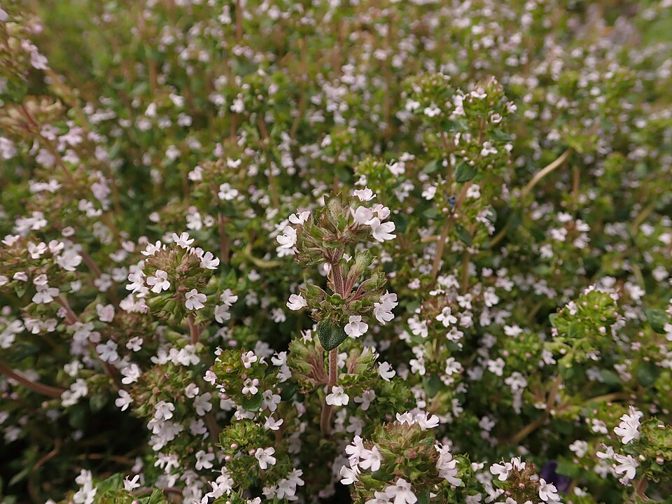Common thyme growing in a sunny garden