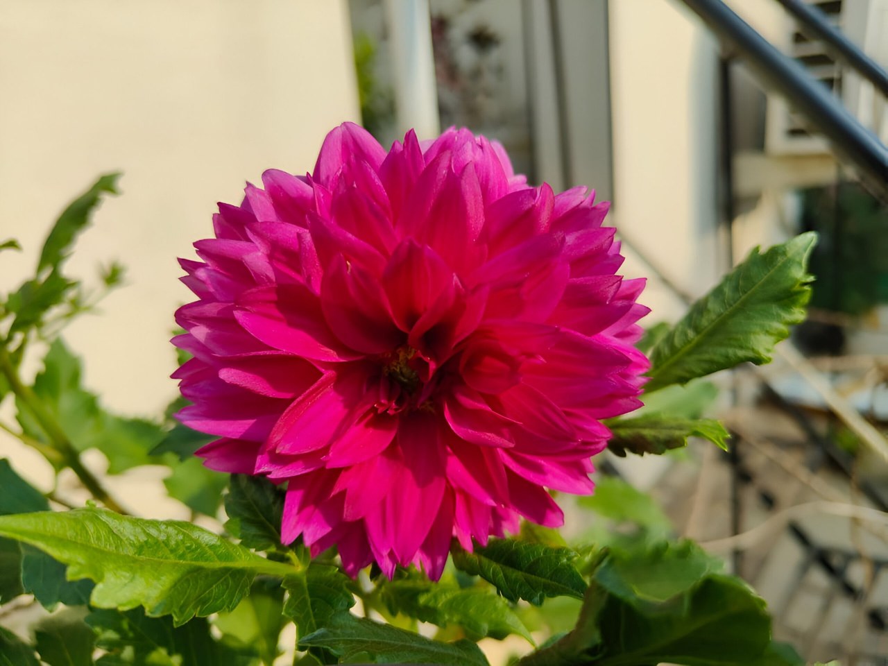 A vivid pink dahlia flower in a garden