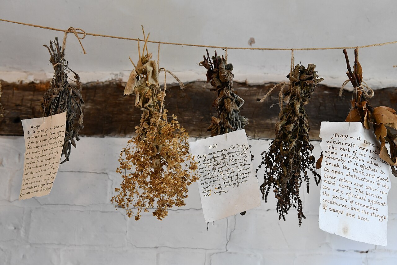 Small labelled bunches of culinary herbs hanging to dry