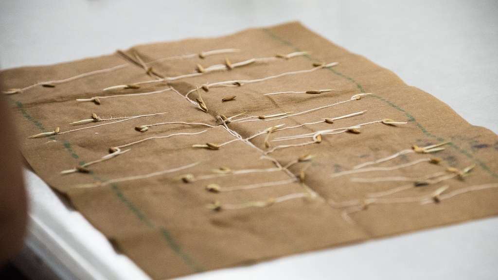 Seeds arranged on damp brown paper for a germination test