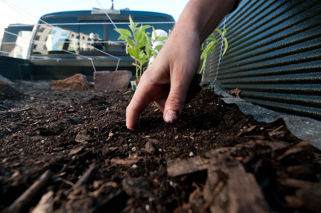 A hand settling a young seedling into dark garden soil