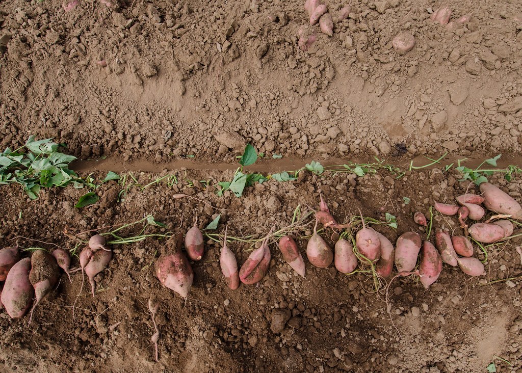 Freshly harvested potatoes resting on garden soil