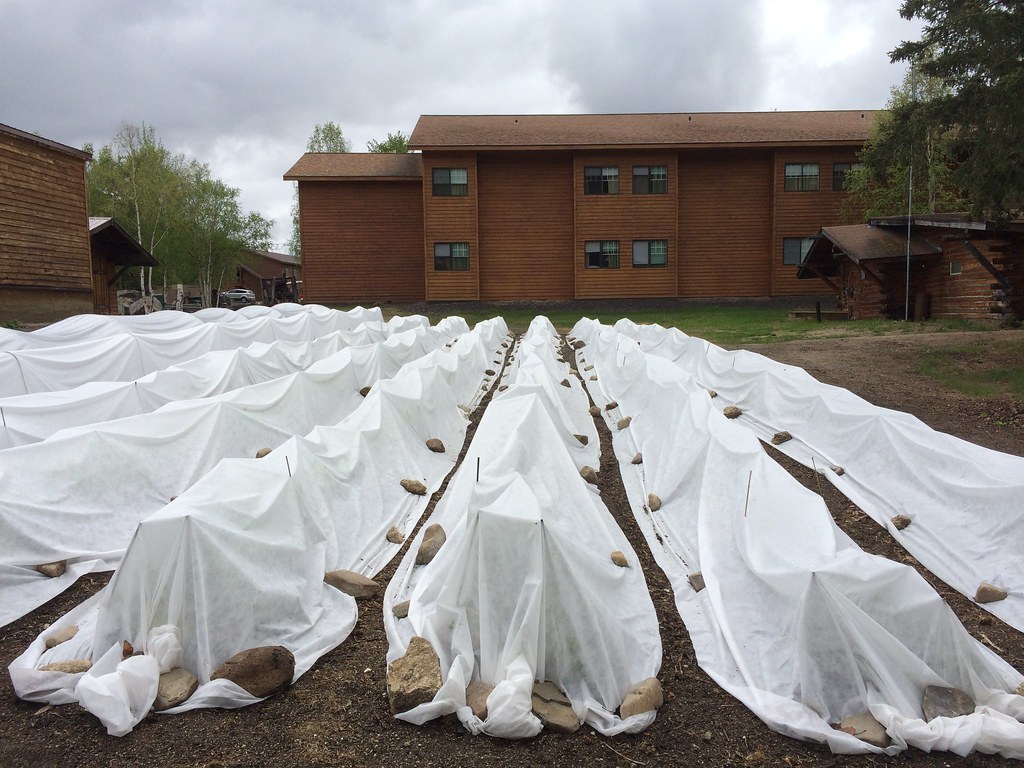 Lightweight white row covers protecting several vegetable rows