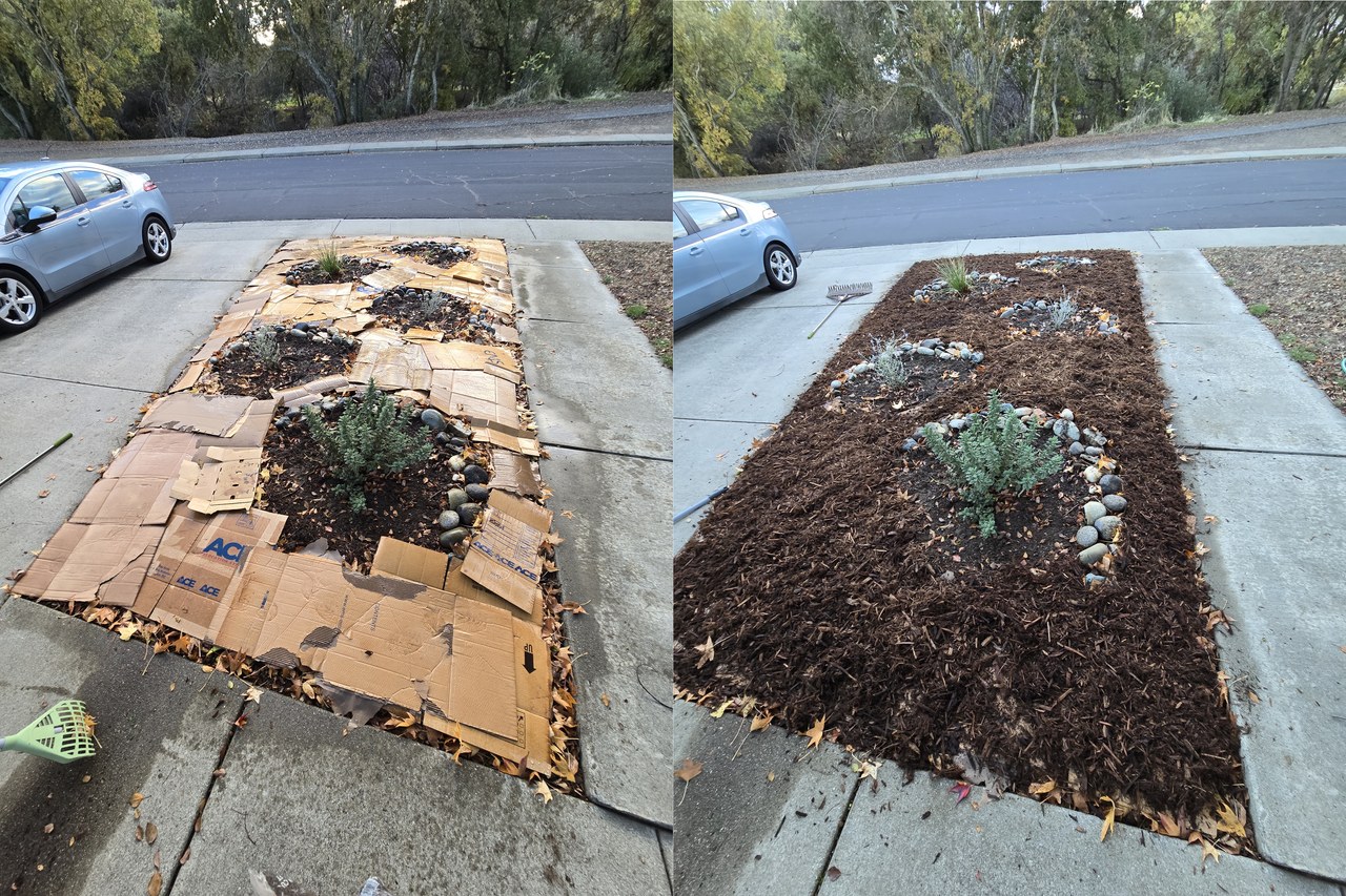 A garden bed covered first with cardboard and then with organic mulch