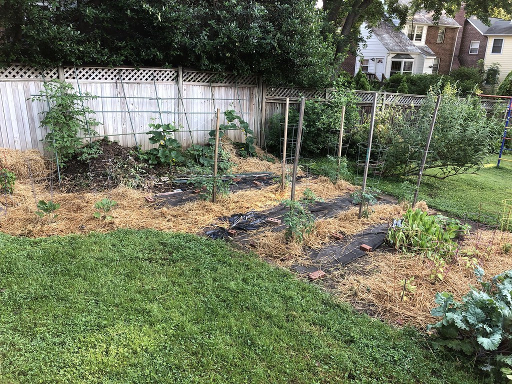 A vegetable garden with straw spread between growing plants