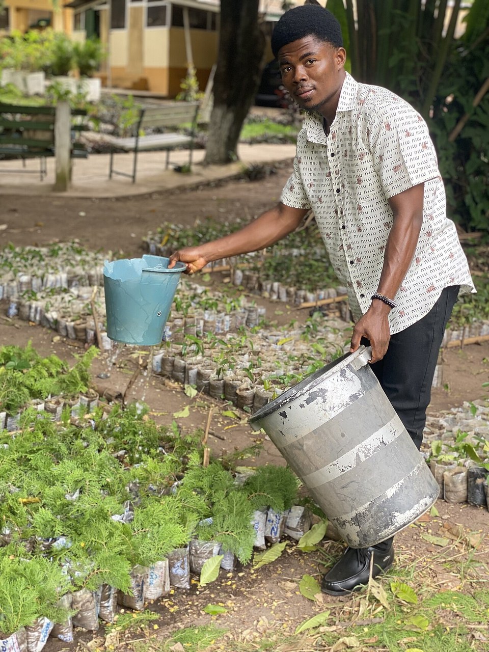 A gardener watering rows of small plants with a metal watering can