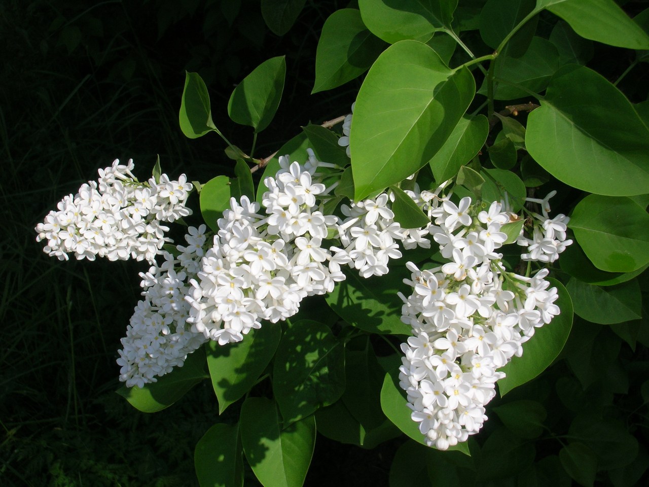Clusters of white lilac flowers against dark green leaves